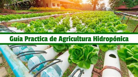 🥇 🥇 Guía Practica De Agricultura Hidropónica Pdf 🥇