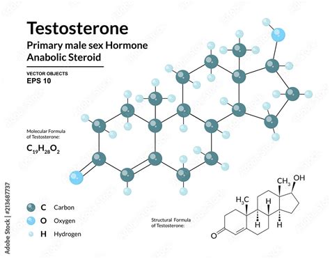 Testosterone Primary Male Sex Hormone Structural Chemical Molecular