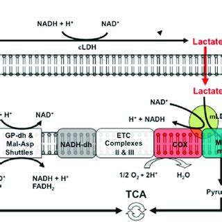 Schematic Showing The Putative Lactate Oxidation Complex Lactate Is