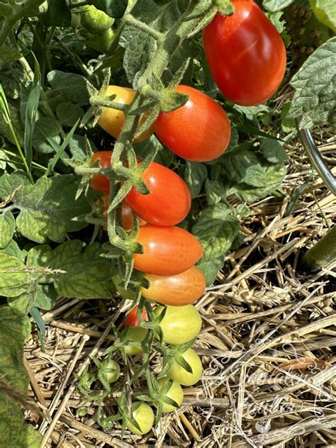 Bio Saatgut Tomate Pulcina Tomatenzauber De Onlineshop