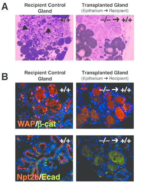 Impaired Lactation And Differentiation In Dgat Mammary Epithelium