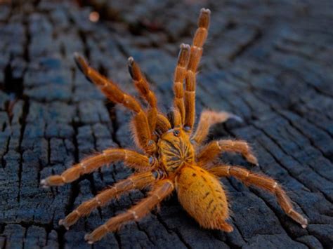 Pterinochilus Murinus Usambara Orange Baboon My Monsters