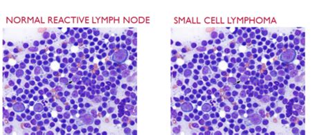 Clin Path Exam Cytology Flashcards Quizlet