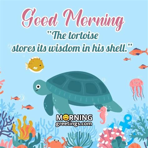 15 Good Morning Turtle Quotes And Saying Morning Greetings Morning