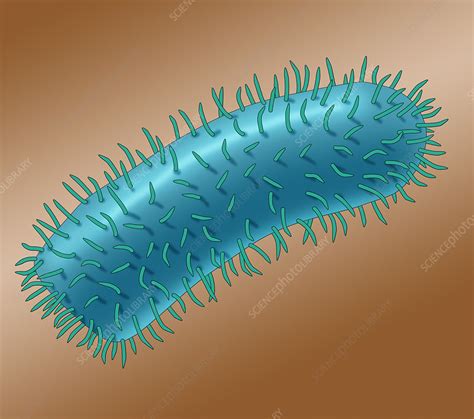 Rabies Virus Illustration Stock Image C Science Photo