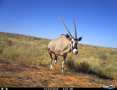 Snapshot Kgalagadi - LILA BC