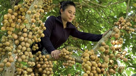 Harvest Natural Fruit To Go To The Market To Sell Cooking Khuong