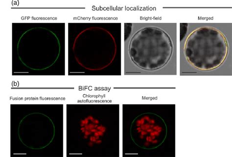 MtABCG20 Plasma Membrane Localization And Homodimer Formation A