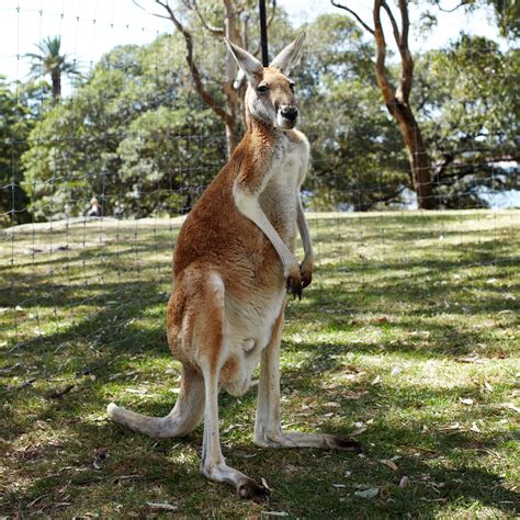 Where To Spot Kangaroos In The Wild Tourism Australia