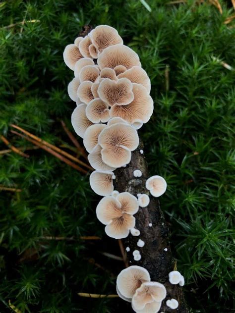 Mushrooms That Look Like Flowers Why It Happens And 10 Examples