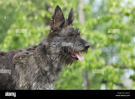 Dog Berger Picard Picardy Shepherd Adult Portrait Stock Photo Alamy