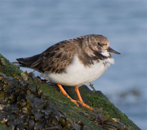 Ruddy Turnstone Winter Plummage Arenaria Interpres Gordon