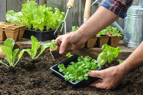 Plant Water Filtration Deep Roots Hydroponics Santa Rosa Ca