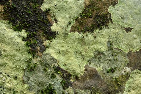 Textura De Musgo Verde En La Naturaleza Foto Premium