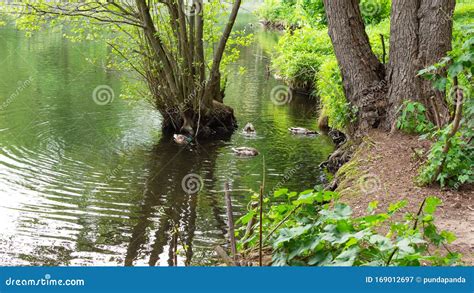 Walk Through The Tiergarten Park Stock Image Image Of Garden Autumn