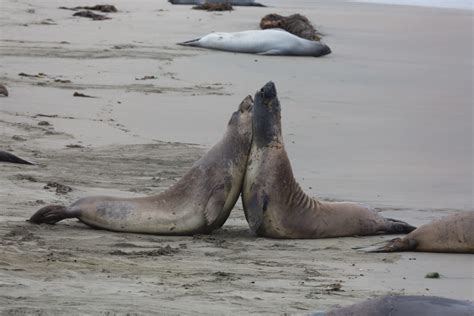 Elephant Seal Rookery Matthew Paulson Photography