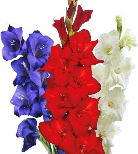 Amazon Votaniki Gladiolus Mix Bulbs Perennial Large Flowering