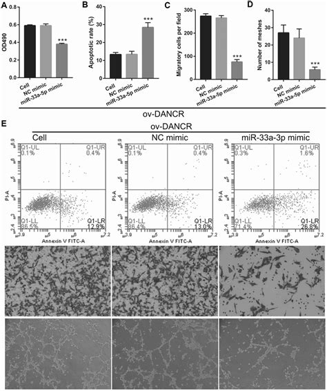 Lncrna Dancr Attenuates Brain Microvascular Endothelial Cell Damage