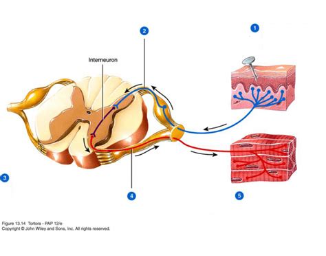 Ipap 1 19 Aandp 1 Exam 3 Autonomic Reflex Quiz