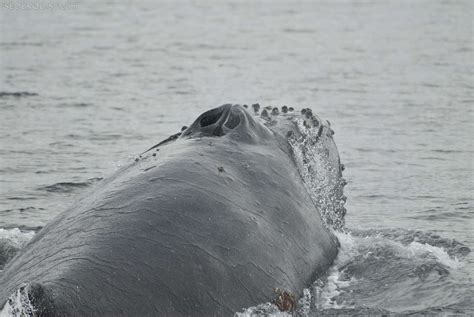 Humpback Whale Spout And Head Closeup Betty Sederquist Photography