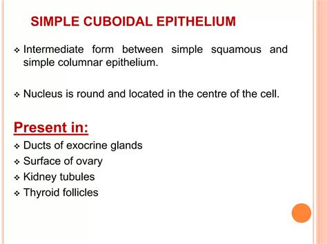 Epithelium | PPT