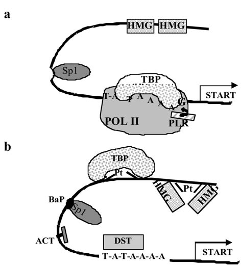 Schematic Presentation Of Some Effects Of Dna Interacting Drugs On The Download Scientific