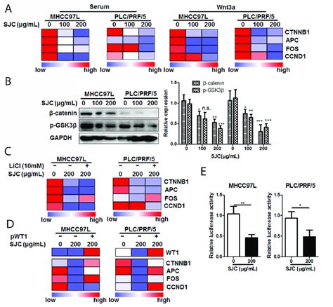 Sjc Suppressed Wnt Catenin Pathway Activity Via Regulating