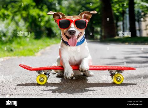 Skater Dog On Skateboard Stock Photo Alamy