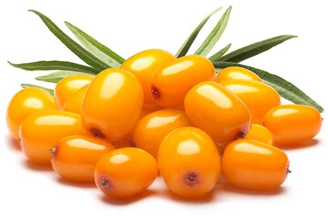 How To Grow Sea Buckthorn In Your Garden