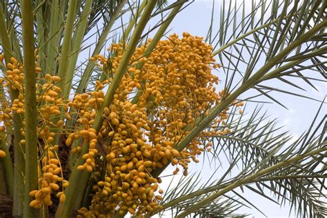 Unripe Acai Berries Stock Photo Image Of Travel Tree 14460400