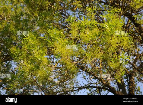 Ash Tree Blossoms Hi Res Stock Photography And Images Alamy