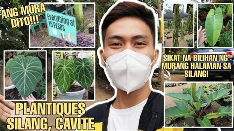 Sikat Na Bilihan Ng Murang Halaman Sa Silang Cavite PLANTIQUES SILANG