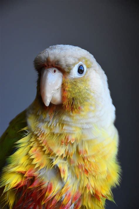 Green Cheek Conure Lifespan How Long Do Green Cheek Conures Live