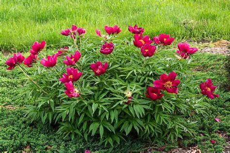 Paeonia Early Scout Peony Peonies Bloom Scout