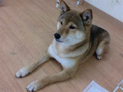 「利口な胡麻毛の柴犬」福岡県 犬の里親募集 31796 ペットのおうち【里親決定25万頭！】