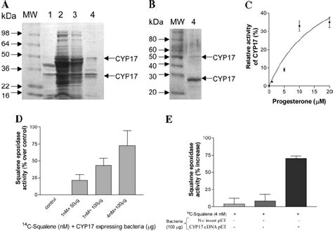 Expression Of Mouse Cyp17 In E Coli Induces The Expression Of 17