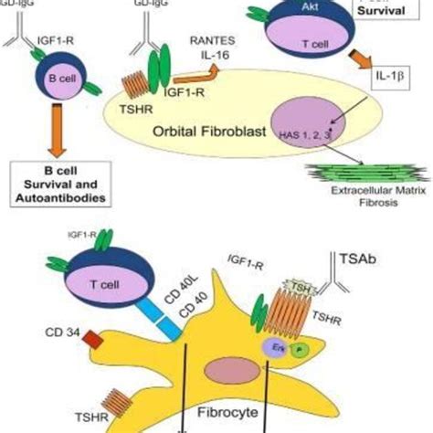 Pathophysiology Of Thyroid Eye Disease Ted [11] Download Scientific