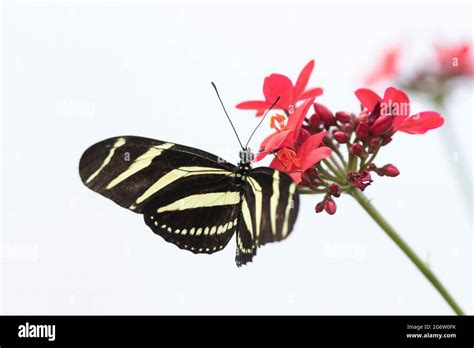 Zebra Longwing Butterfly Stock Photo Alamy