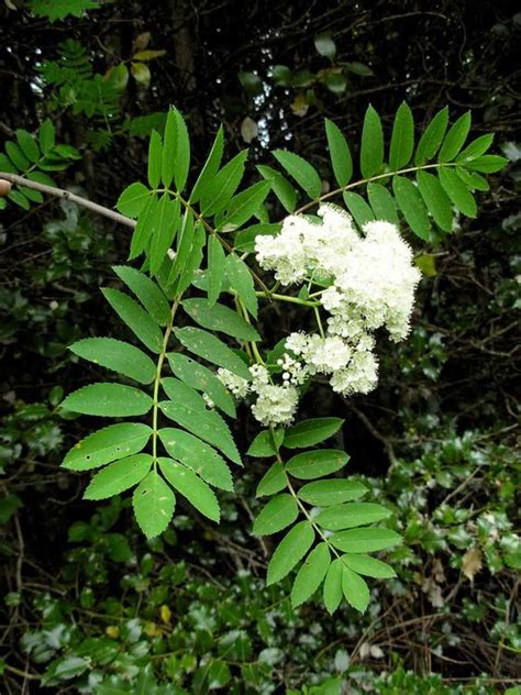 Sorbus Aucuparia Serbal De Los Cazadores Verdify