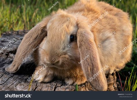 Giant Lop Eared Rabbit