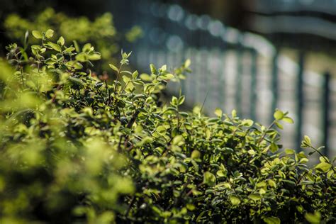 Free Images Tree Nature Forest Grass Branch Lawn Sunlight