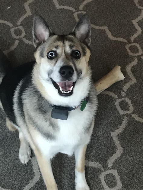 My husky beagle mix molly : r/husky