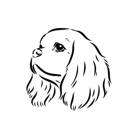 Cavalier King Charles Perro Vector Imagen Silueta Vector Premium