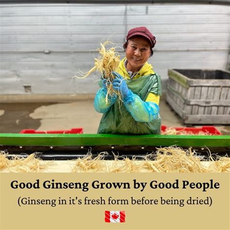 Canadian Vita Golden Ginseng Slices Droppii Usa
