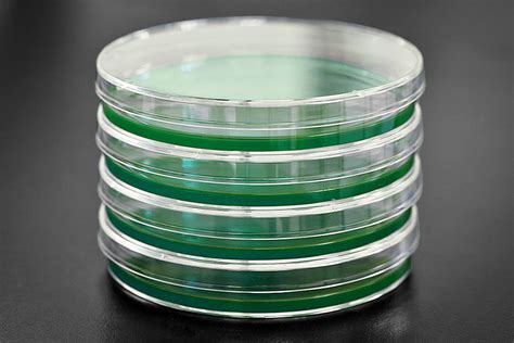 Mea Agar Plates Optimal Growth Medium For Mycelium Pre Pour Agar