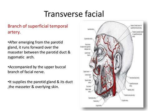 Blood Supply Nerve Supply Of Face