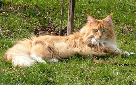 Maine Coon Personnalit Taille Traits De Caract Re Et Soins Miaou