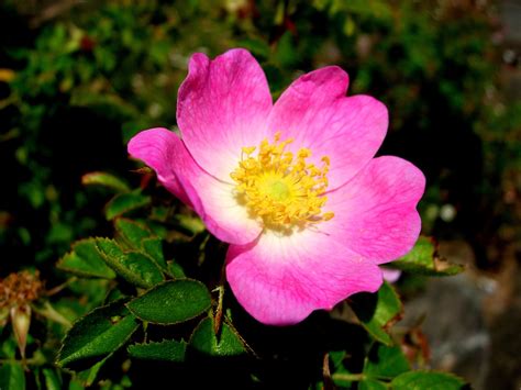 Rosa Eglanteria
