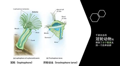 千姿百态的冠轮动物一 轮虫们 知乎