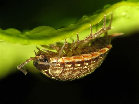 Order: Isopoda | Flickr